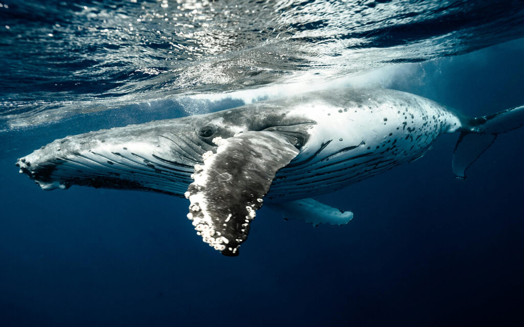 Caption: Humpback whale by Elianne Dipp via Pexels.